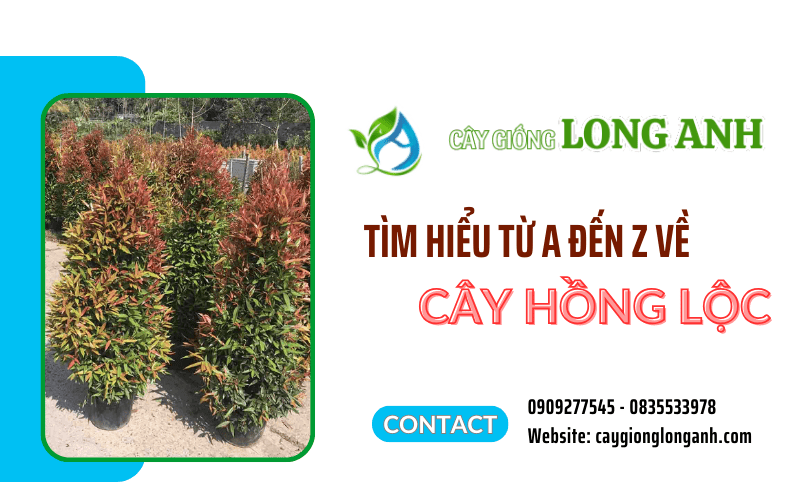 cây hồng lộc