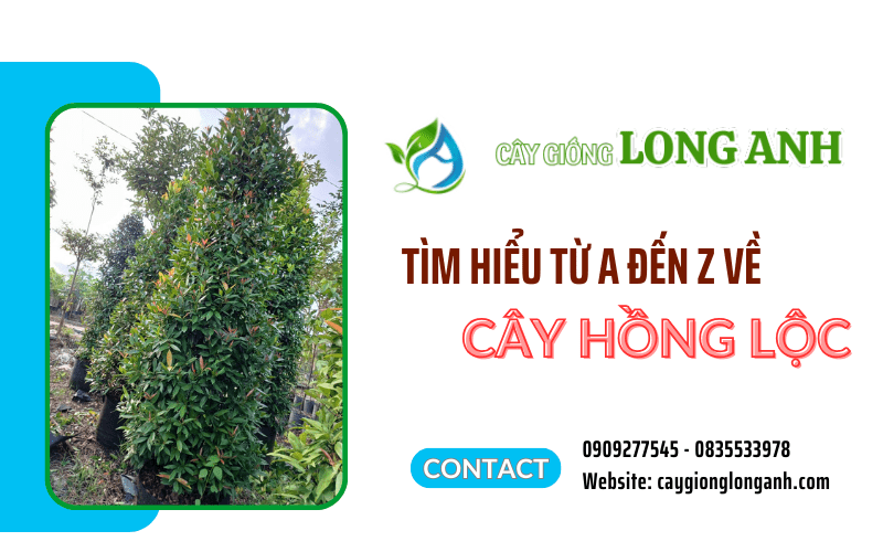 cây hồng lộc