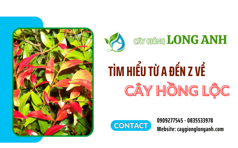 cây hồng lộc