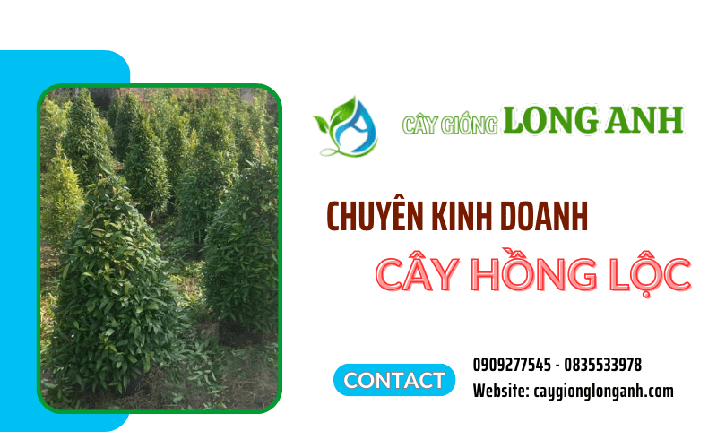 cây hồng lộc