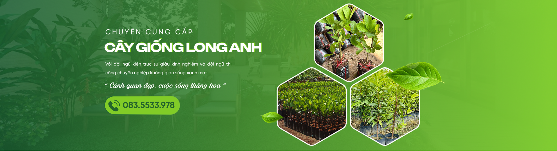 Cây Giống Long Anh
