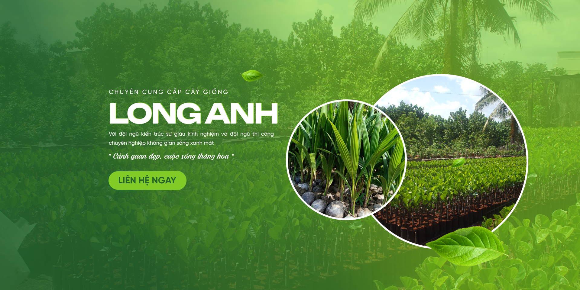 Cây Giống Long Anh