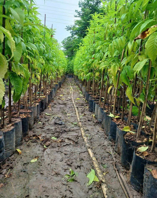 Cung Cấp Cây Giống Tại Trảng Bom