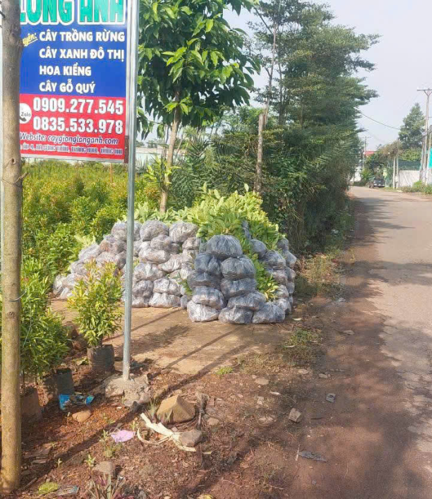 Cây Giống Long Anh