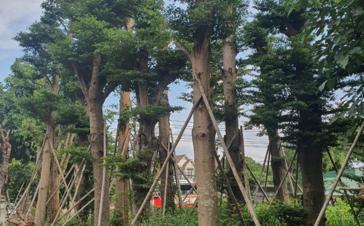 Cây Bàng Đài Loan 