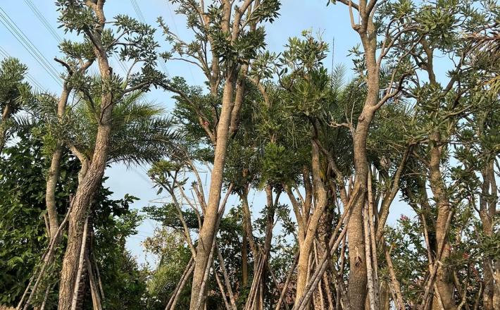CÂY CHUÔNG VÀNG