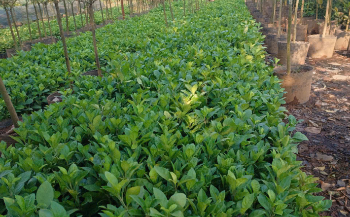 CÂY ẮC Ó 