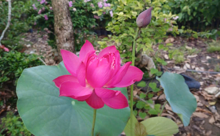 CÂY SEN THÁI 