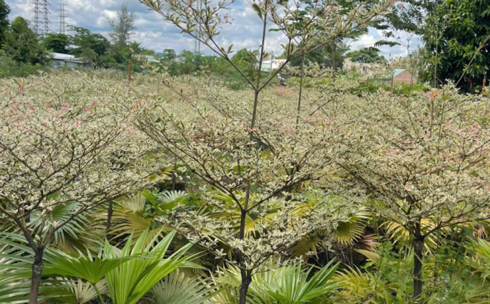 Bàng cẩm thạch (bàng Nhật)