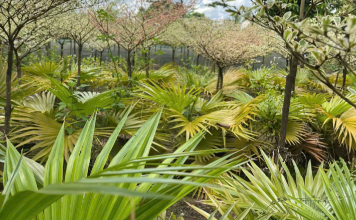 CÂY CỌ GAI 