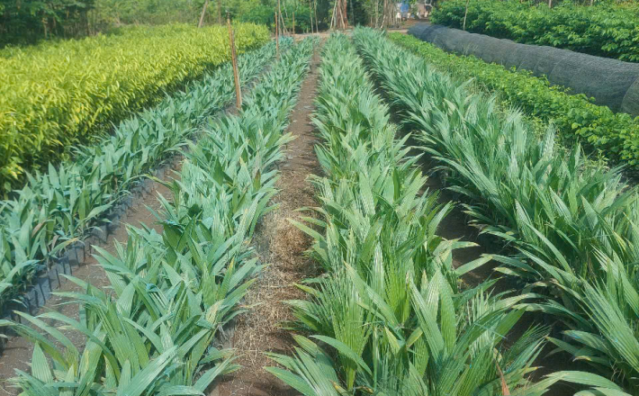 CÂY CỌ MĨ 