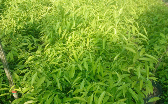 CÂY DÓ BẦU 