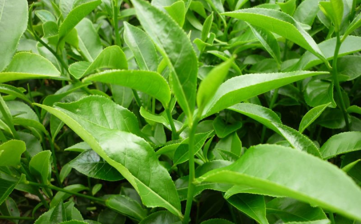 Cây Chè Xanh 