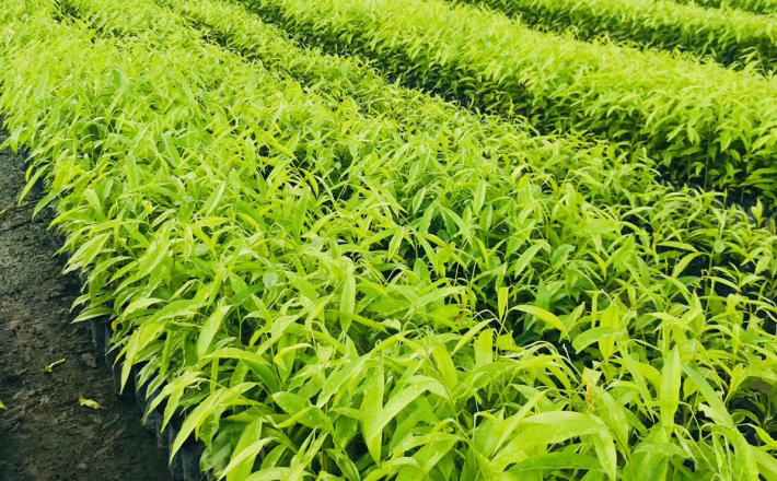 Cây Trầm Hương 