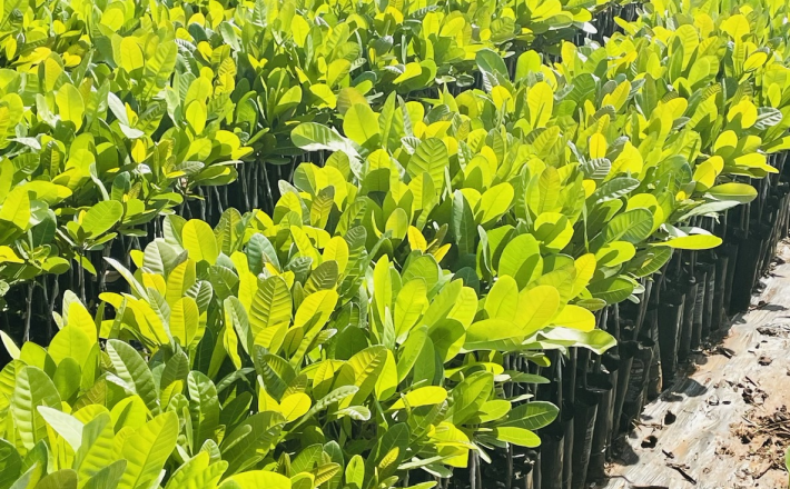 Cây Điều Giống Ghép 