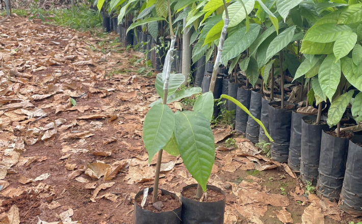 Cây Giống Cacao
