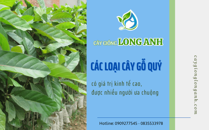 Các loại cây gỗ quý