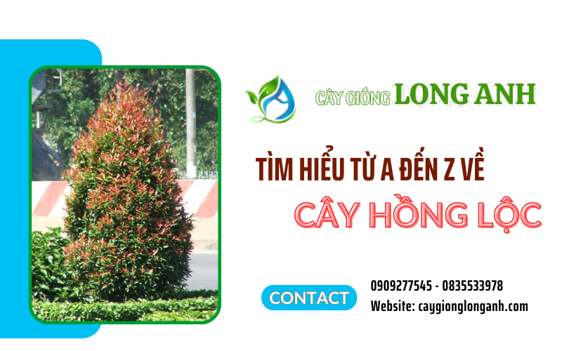 cây hồng lộc