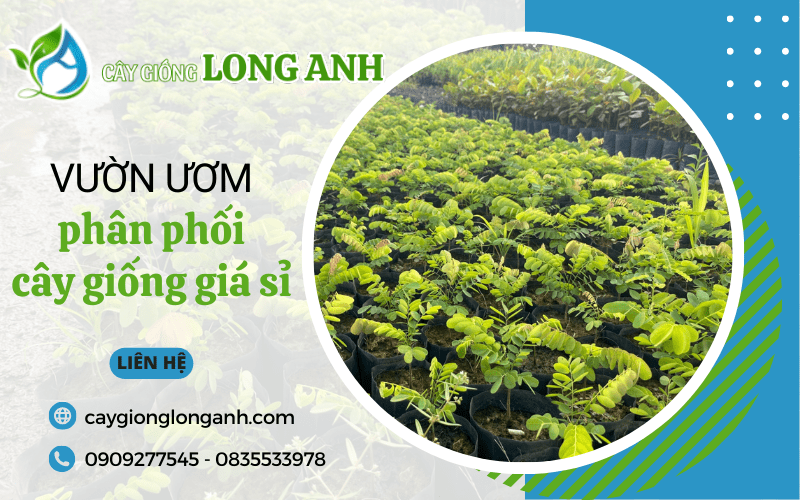 phân phối cây giống giá sỉ