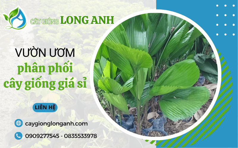 phân phối cây giống giá sỉ