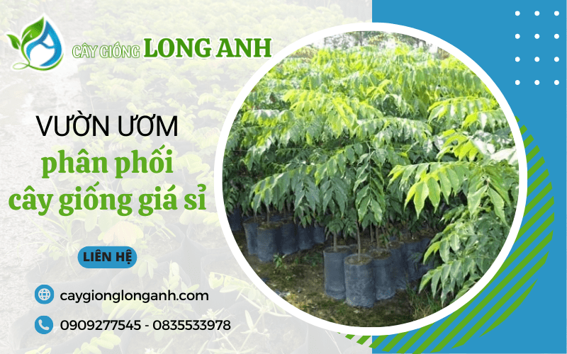 phân phối cây giống giá sỉ