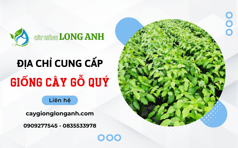 cây gỗ quý