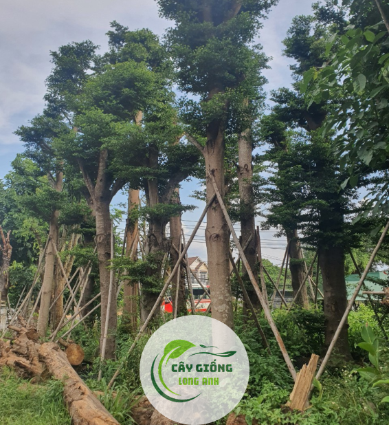 Cây Bàng Đài Loan 
