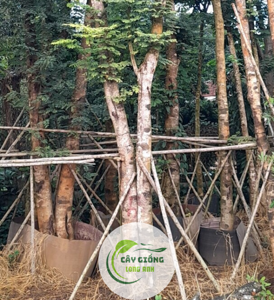 Cây Cẩm Lai 