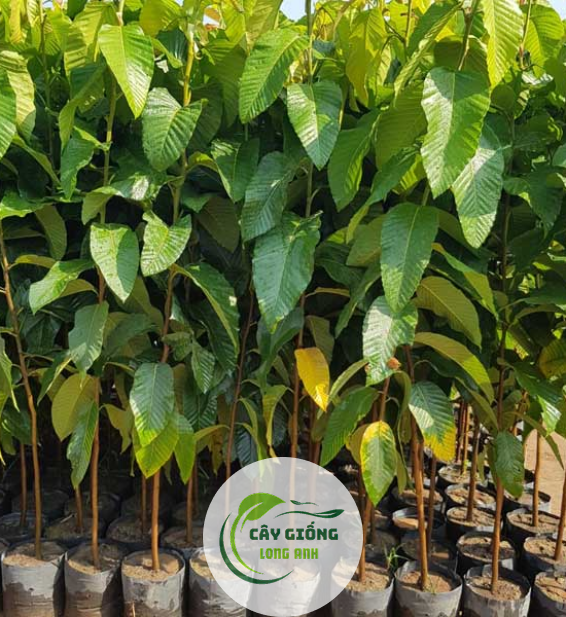 Cây Dầu Rái 