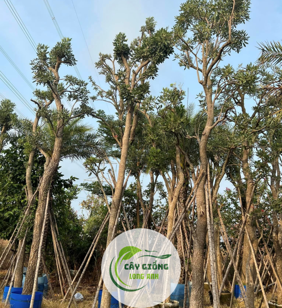 CÂY CHUÔNG VÀNG