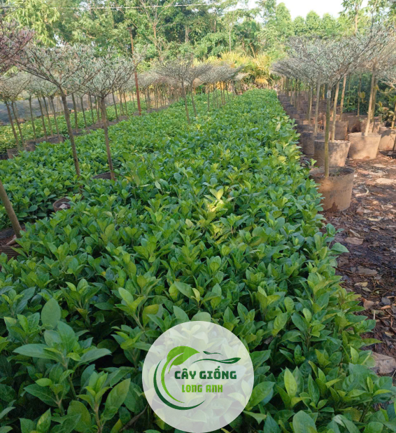 CÂY ẮC Ó 