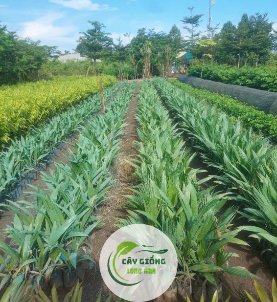 CÂY CỌ MĨ 