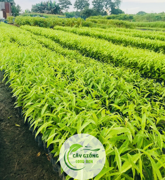 Cây Trầm Hương 