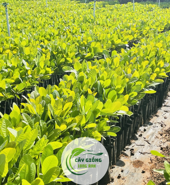 Cây Điều Giống Ghép 