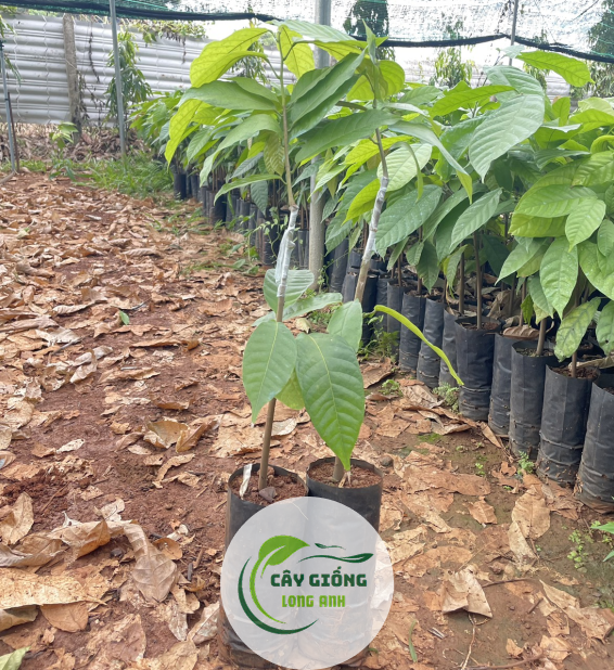 Cây Giống Cacao